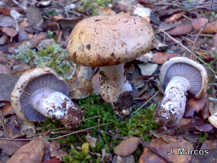 Cortinarius sp.
